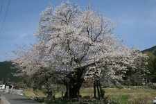 尾所の桜