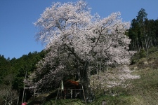 岩井畝の大桜