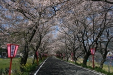 久世トンネル桜