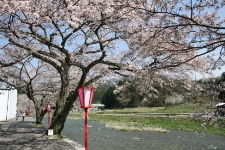 美甘宿場桜