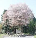 黒岩の山桜