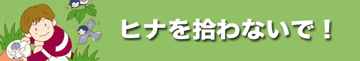 ヒナを拾わないで