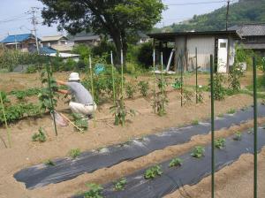 再生した農地に野菜を植えつけました