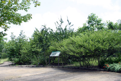 山菜・薬草木園