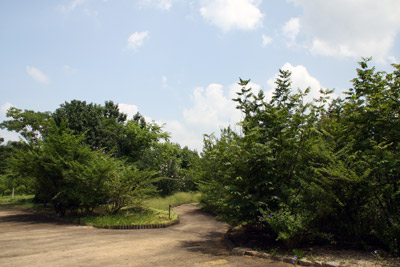 山菜・薬草木園