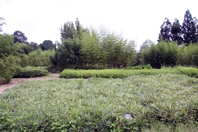 竹展示園