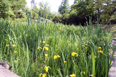 湿性植物園