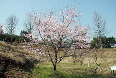 サクラ展示園