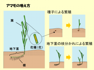 ②