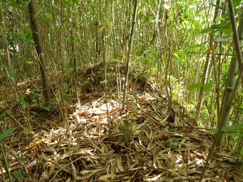 丸山城の土塁