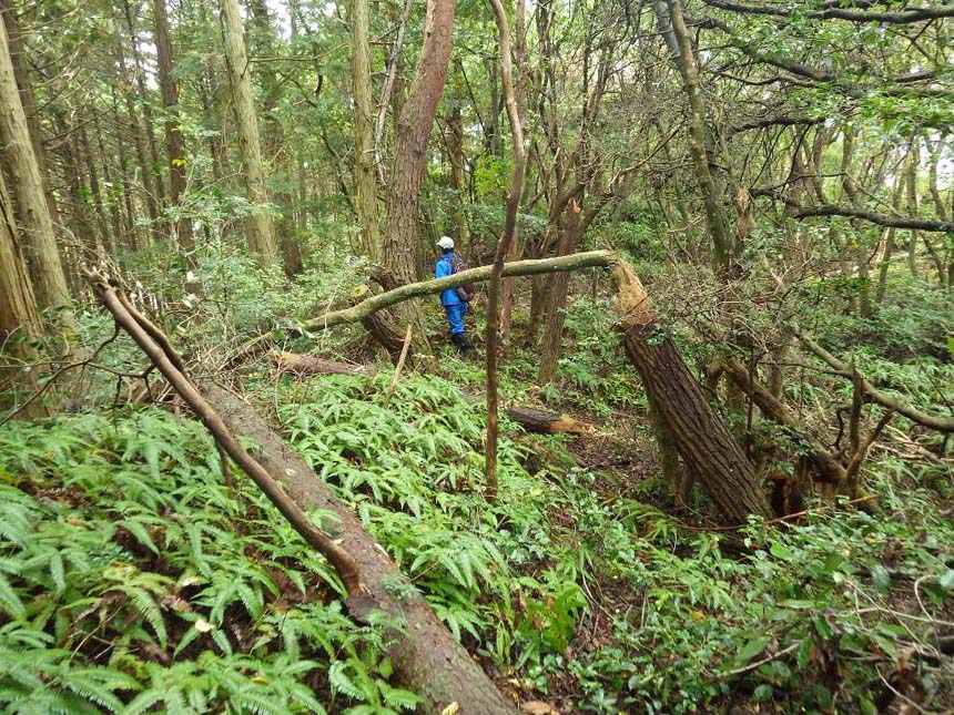 草木が生い茂るなかでの現地調査