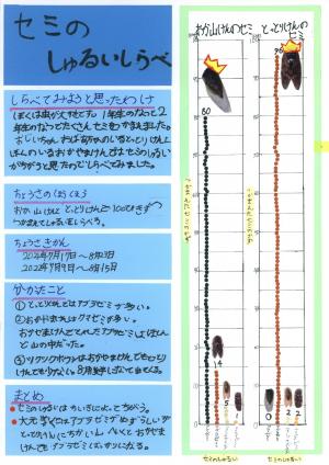 せみのしゅるいしらべ