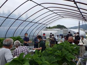農業研究所でいちごの採苗を見学