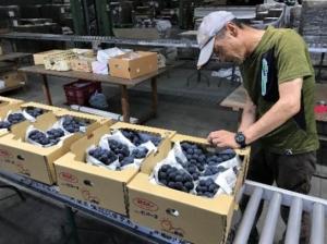 青野選果場の初出荷