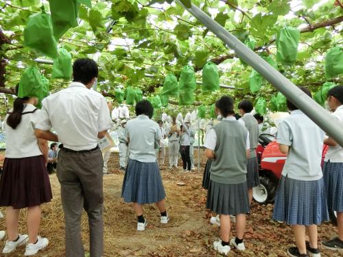 農業士のぶどうハウスを視察する高校性