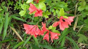 ヤマツツジの花