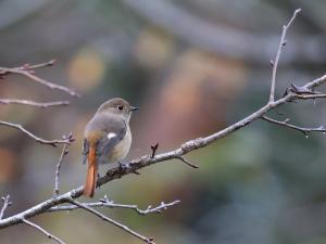 渡来したばかりのジョウビタキ