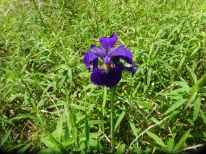 アヤメの花