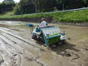 田植作業