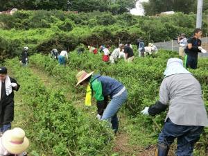 荒廃茶園の復活