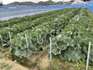 キャベツの品種選定