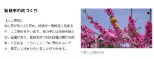 新見市の桃づくり