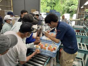 選果のポイントを確認する生産者
