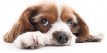 「上目遣いの犬」のアイコン