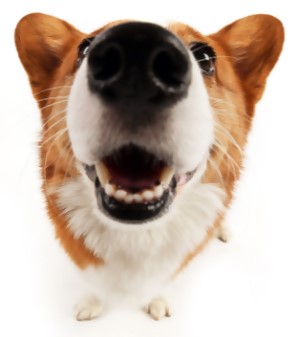 「鼻を突き出している犬」のアイコン