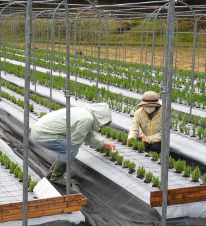 農業士から芽の整理を学ぶ受講生