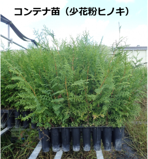 コンテナ苗