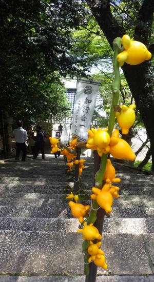 参道の階段ではフォックスフェイスがお出迎え