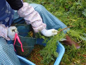 ベリーピッカー　収穫