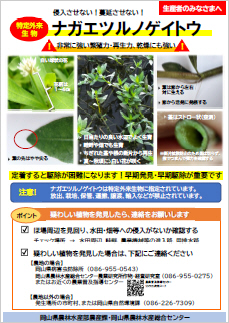 農家向けナガノツルノゲイトウ対策チラシ