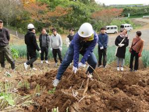 ごぼうを引き抜く参加者