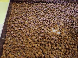 乾燥中ヒノキ球果