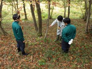 シカシカの生息状況