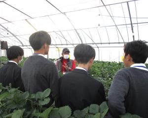 ハウスでのいちご栽培の説明