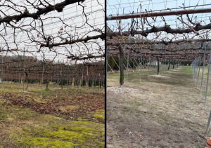 棚下の落葉を除去した後の様子を撮影した写真です