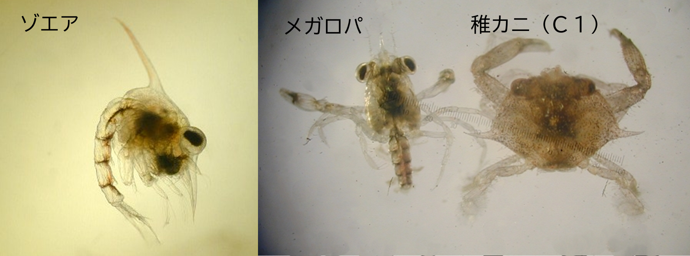 ガザミの変態