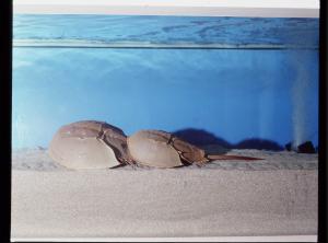 つがいのカブトガニ（館内水槽）