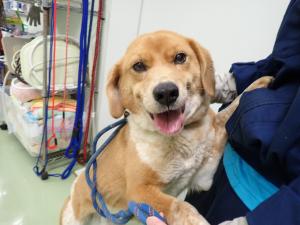 2510156の犬