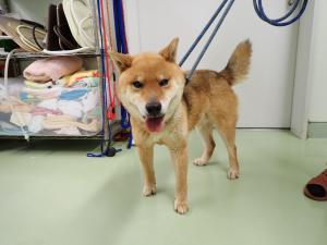 2510160の犬