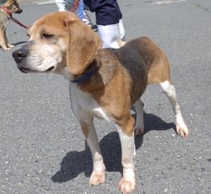 2510155の犬