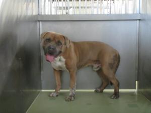 洋犬雑　成犬　茶白　オス　大　首輪なし　備前市日生町寺山