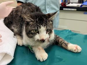 真庭市中原　雑種　成猫　キジ白　オス　中　首輪なし　負傷