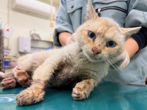 浅口市鴨方町鴨方　雑種　成猫　白茶　オス　中　青色ノミ取り首輪・負傷