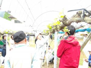 【芽かき指導をする普及指導員】