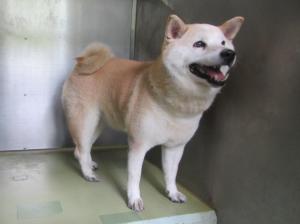 玉野市向日比の犬