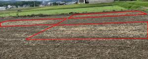 麦わらをすき込んだ圃場の様子を撮影した写真です